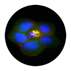 Pancreatic β cell